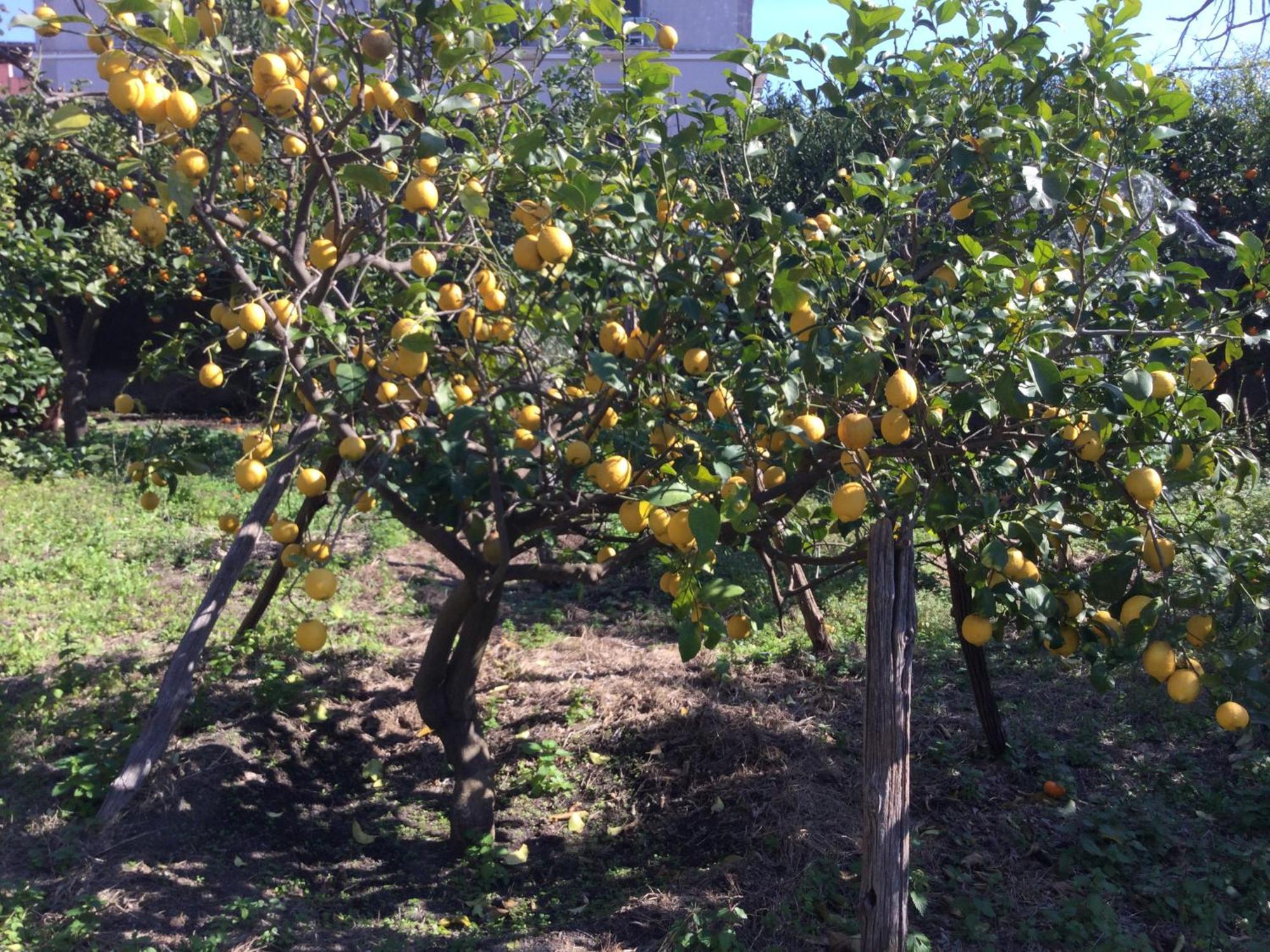 Oplontis' Garden - Holiday Apartment Near Pompeii Торре-Аннунциата Экстерьер фото