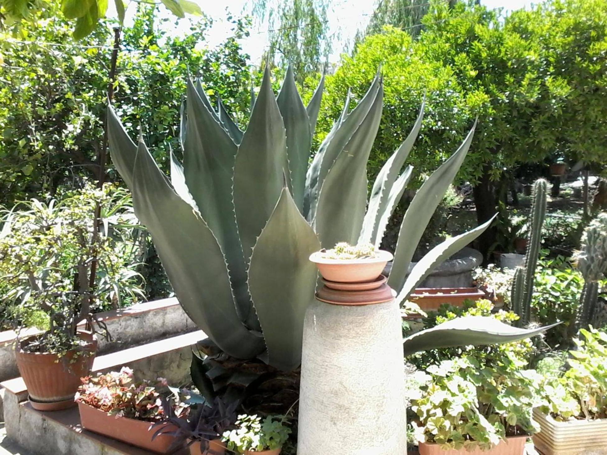 Oplontis' Garden - Holiday Apartment Near Pompeii Торре-Аннунциата Экстерьер фото